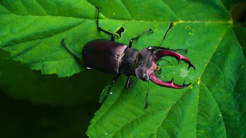 Stag beetle is the largest beetle and one of the most recognizable members Stock-Footage 336302159