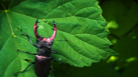 Stag beetle is the largest beetle and one of the most recognizable members Video stock 336302170