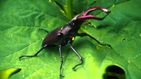 Stag beetle is the largest beetle and one of the most recognizable members Stock-Footage 336302172