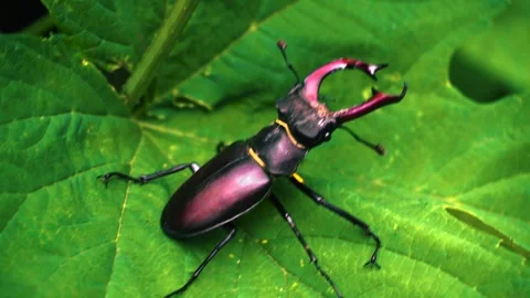 Stag beetle is the largest beetle and one of the most recognizable members Stock-Footage 336302174