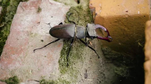 Stag beetle is the largest beetle and one of the most recognizable members Stock Footage 336302180
