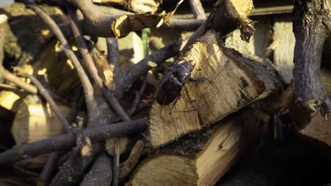 Stag beetle is the largest beetle and one of the most recognizable Vídeos de archivo 336733013