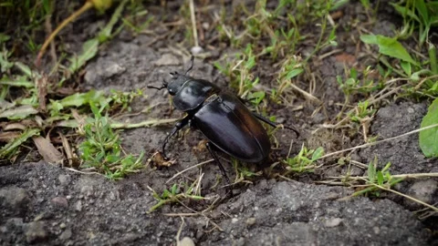 Stag beetle is the largest beetle and one of the most recognizable Video stock 336733017