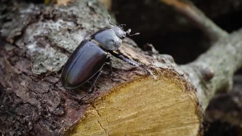 Stag beetle is the largest beetle and one of the most recognizable Stock-Footage 336733027