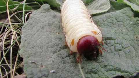 A stag beetle larva crawls on a green leaf close-up Lucanus cervus Video stock 287623645