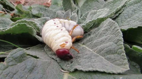 A stag beetle larva on a green leaf close-up Stock Footage 287623596