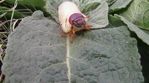 A stag beetle larva on a green leaf close-up Lucanus cervus Stock Footage 287623657