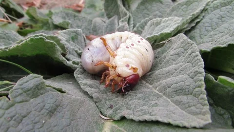 A stag beetle larva on a green leaf Stock Footage 287623710