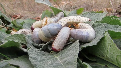 Stag beetle larvae, stag beetle larvae on a green background Video stock 287623796