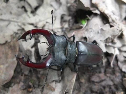 Stag beetle on a leaf in the forest Stock Photos