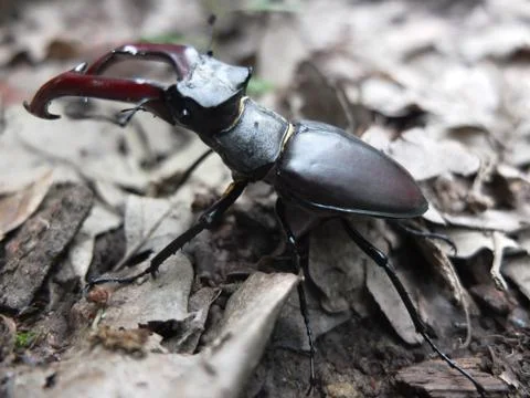 Stag beetle on a leaf in the forest Stock Photos