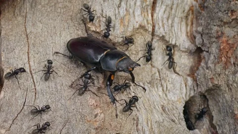 Stag beetle (Lucanus cervus) attacked by ants, falling from an oak tree Stock Footage 297393190