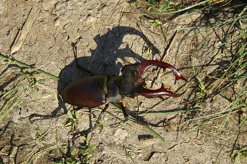 Stag beetle (Lucanus cervus) close-up. Foto stock