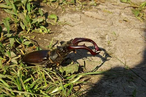 Stag beetle (Lucanus cervus) close-up. Stock-Fotos