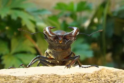 Stag beetle (Lucanus cervus) close-up. Foto stock