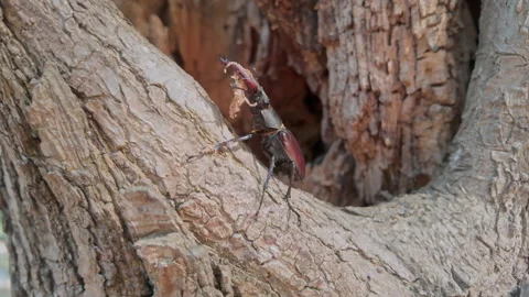 Stag Beetle (Lucanus cervus) crawling near decayed hole Stock Footage 330037020