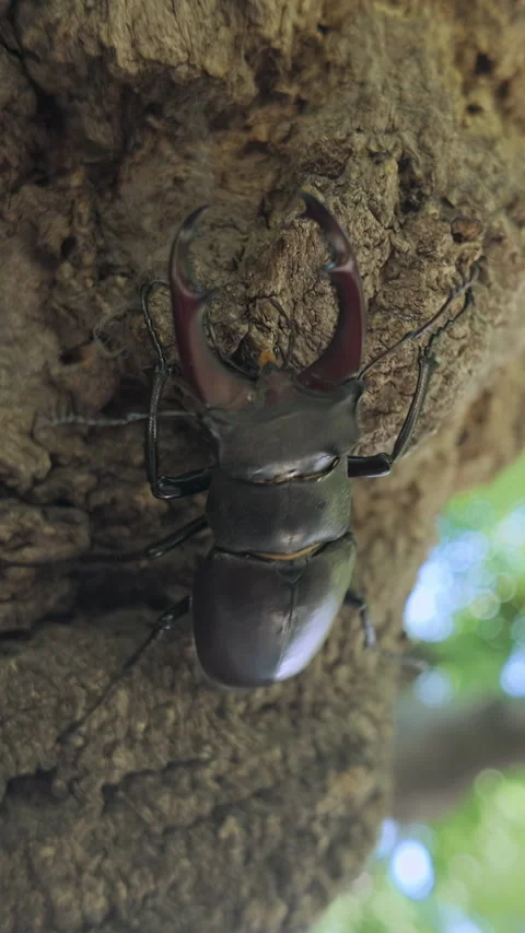 Stag Beetle (Lucanus cervus) is crawling on gnarled old tree in it crown Stock Footage 338024300