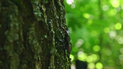 Stag Beetle Lucanus cervus Crawling Up Tree Bark Close Up 4K 60fps Stock Footage 340426938