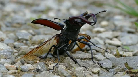 Stag beetle (Lucanus cervus) flying away Stock Footage 64898753