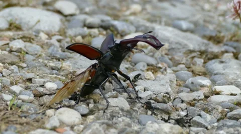 Stag beetle (Lucanus cervus) flying away Vidéo 65293102