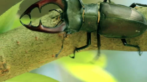 The Stag beetle. Lucanus cervus Stock Footage 51619525