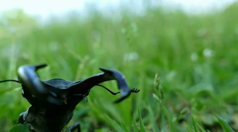 Stag beetle (Lucanus cervus) on green grass Stock Footage 65294306