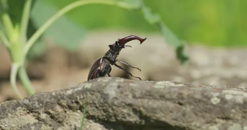 Stag beetle (Lucanus cervus) opening wings and attempting takeoff on stone Video stock 337187850