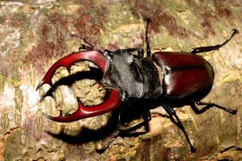 Stag beetle (lucanus cervus) Stock Photos