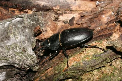 Stag beetle (lucanus cervus) Stock Photos