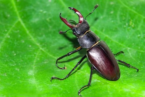 Stag beetle Lucanus cervus 스톡 사진
