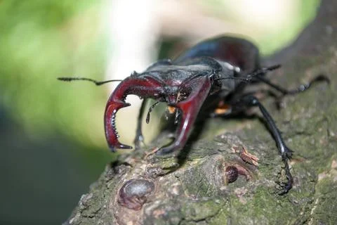 Stag beetle (Lucanus cervus) Stock Photos