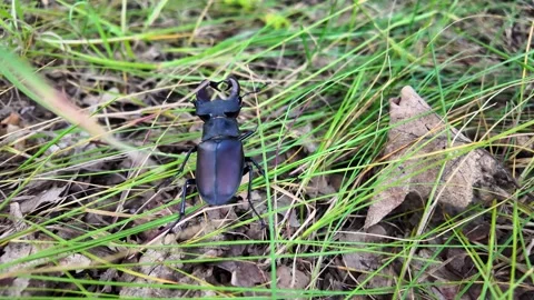 Stag beetle, Lucanus cervus revealing rich texture of its exoskeleton in se.. Stock Footage 330986673