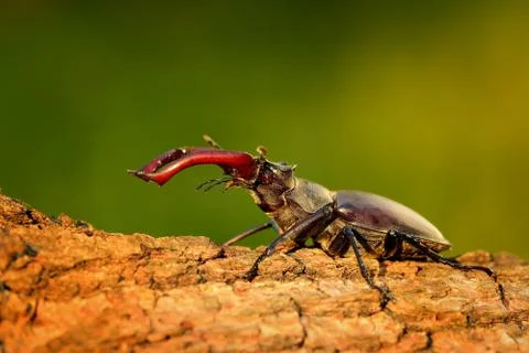 Stag Beetle (Lucanus cervus) on the tree trunk. Big horned beetle perched on  Stock Photos
