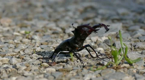 Stag beetle (Lucanus cervus) walking on sand 스톡 동영상 65294504