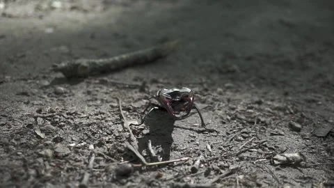 Stag beetle (Lucanus cervus) walking on forest ground Stock Footage 311918762