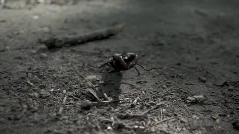 Stag beetle (Lucanus cervus) walking on forest ground Stock Footage 311918771
