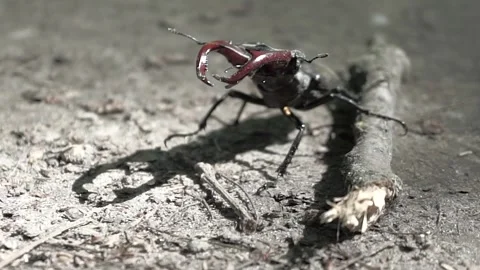 Stag beetle (Lucanus cervus) walking on forest ground Stock Footage 311918785