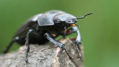 Stag Beetle macro, Lucanus cervus Video stock 11359425