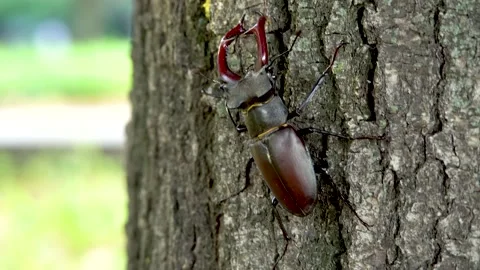 Stag beetle moves along the bark of a tree Stockbeeldmateriaal 237983503