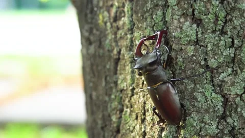Stag beetle moves along the bark of a tree Stock Footage 237983505