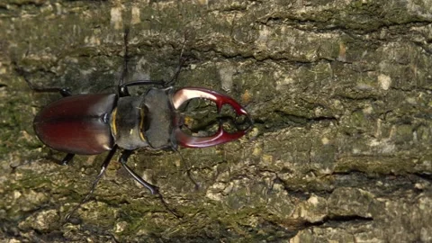 Stag beetle moves along the bark of a tree Stock Footage 237983513