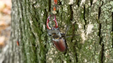 Stag beetle moves along the bark of a tree Stock Footage 237983519