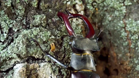 Stag beetle moves along the bark of a tree Stock Footage 237983524
