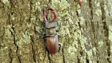 Stag beetle moves along the bark of a tree Stock Footage 237983537