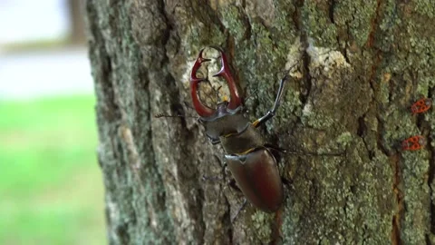 Stag beetle moves along the bark of a tree Stock Footage 237983538