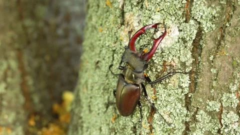 Stag beetle moves along the bark of a tree Stock Footage 237983545
