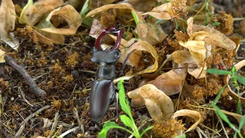 Stag beetle moves on the ground Stock Footage 237983591