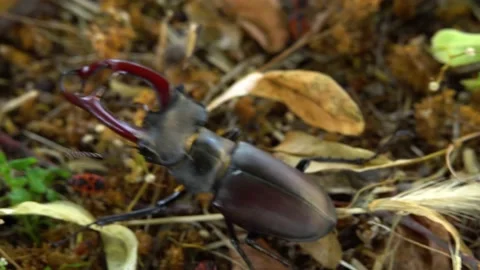 Stag beetle moves on the ground Stock Footage 237983597