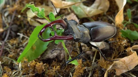Stag beetle moves on the ground Stock Footage 237983612