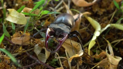 Stag beetle moves on the ground Stock Footage 237983647